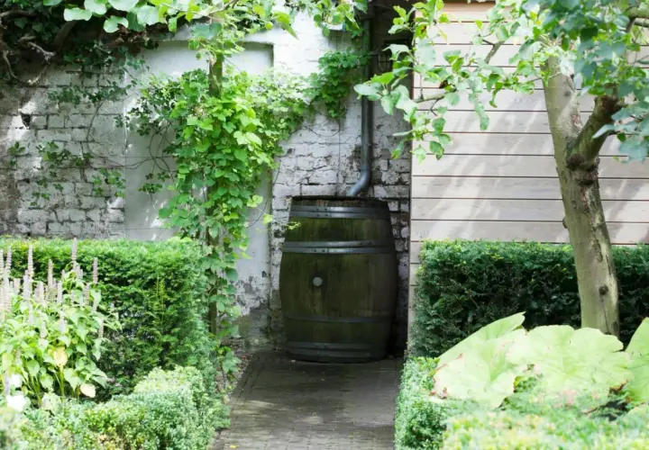 Un vecchio barile raccoglie l'acqua piovana, circondato da rigogliose piante verdi in un giardino incantevole.