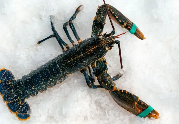 Un bogavante gallego, oscuro y con pinzas atadas, descansa sobre hielo picado, listo para ser cocinado.