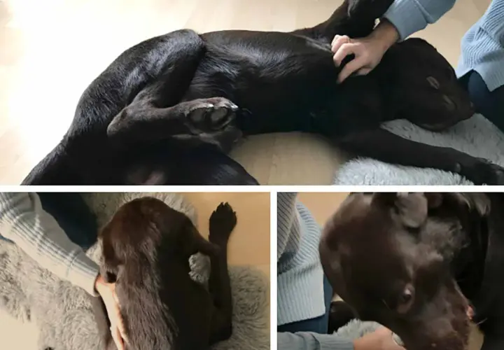 Brauner Hund genießt eine sanfte Massage. Der ruhegriff hund zeigt Entspannung und Vertrauen.