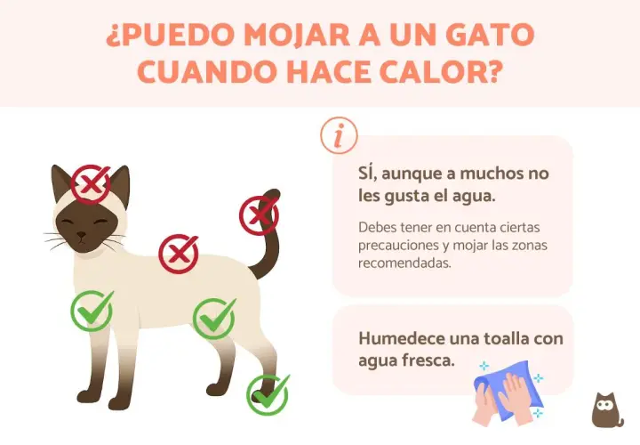 ¿Cómo refrescar a un gato? Sí, puedes mojarlo con precauciones. Usa una toalla húmeda en zonas recomendadas.