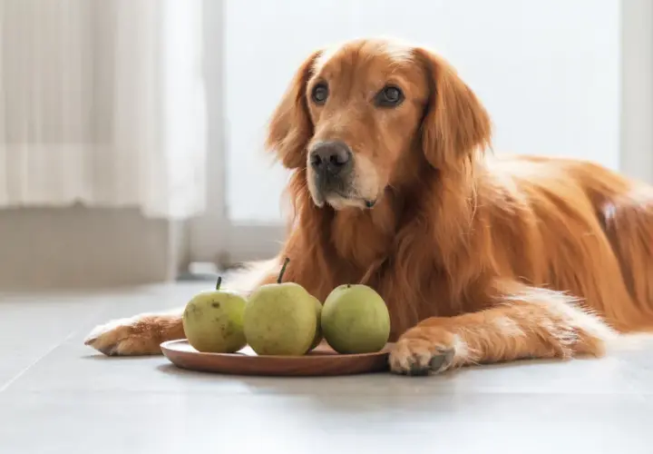 Ein goldener Retriever-Hund liegt neben einem Teller mit drei Birnen.