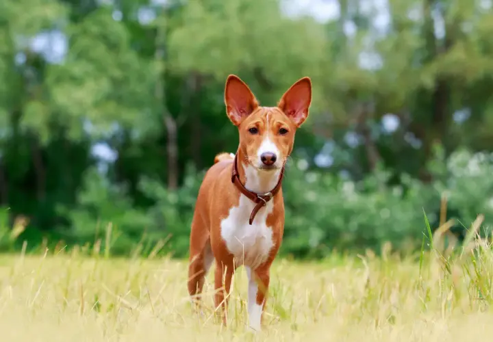 Ein Basenji-Hund steht im Gras. Diese Rasse ist bekannt dafür, dass es Hunde sind, die nicht bellen, sondern eher jodelnde Laute von sich geben.