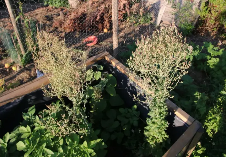 Deux plants de salade qui monte, avec leurs feuilles fines et leurs petites fleurs roses, poussent dans un potager.