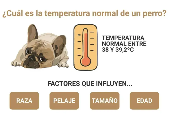 Un bulldog francés y un termómetro indican la temperatura normal de los perros: 38-39,2°C. Factores como raza, pelaje, tamaño y edad influyen.