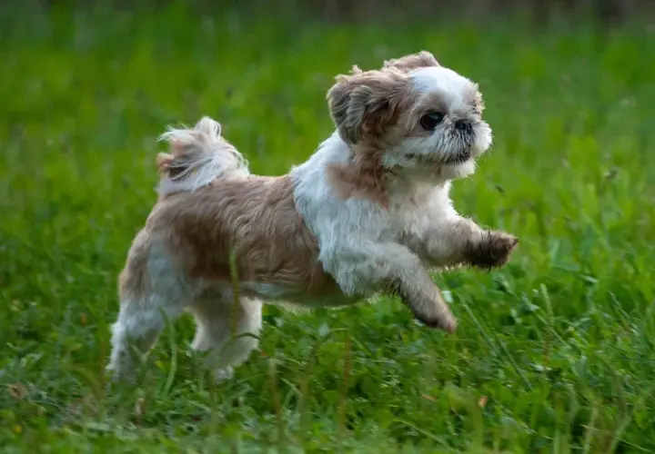 Szczeniak Shih Tzu: Zobacz, jak zmienia się od noworodka!