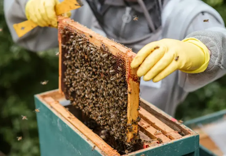 Biskötare med gula handskar inspekterar en bikupa full med bin. Honung nyttigt för hälsan, en gåva från naturen.