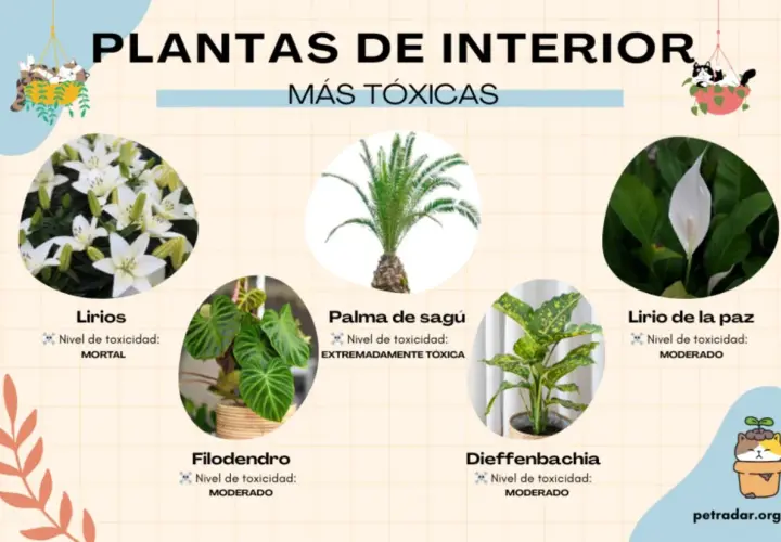 Plantas venenosas para gatos: lirios (mortal), palma de sagú (extremadamente tóxica), filodendro, diffenbachia y lirio de la paz (moderado).