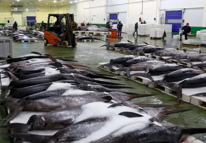 Gran cantidad de pez espada y otros pescados cubiertos de hielo en un muelle. Un pescador gallego supervisa la descarga.