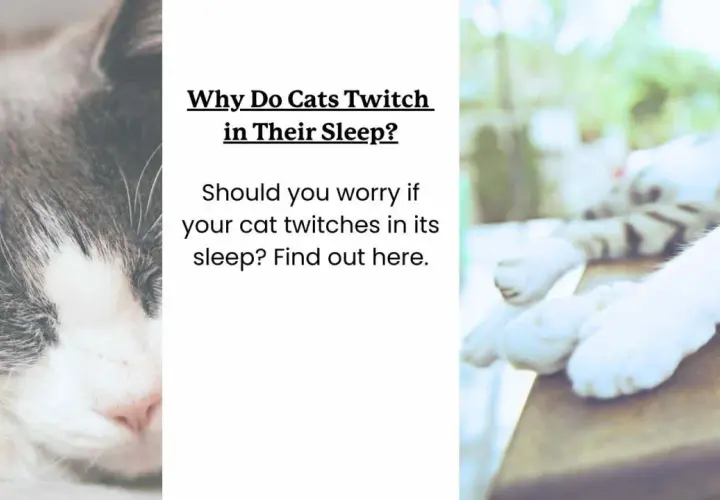 Close-up of a sleeping cat's face. Text asks, "Why Do Cats Twitch in Their Sleep?" and "Can cats have nightmares?