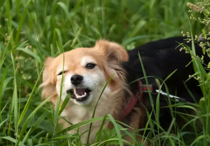 Un perro de pelaje claro y oscuro, con un collar rojo, mastica hierba en un campo verde. Quizás se pregunte porque los perros comen hierba.