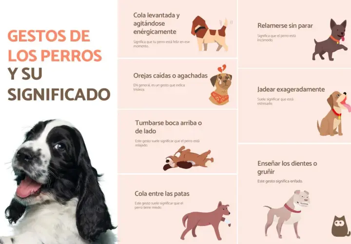 Guía visual de 50 gestos de los perros y su significado. Aprende a interpretar el lenguaje corporal canino, desde la cola levantada hasta las orejas caídas.