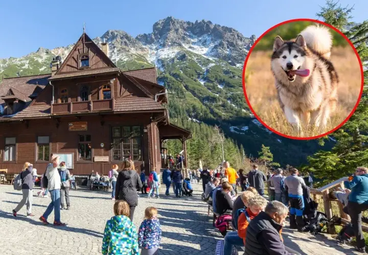 Szczęśliwy pies rasy alaskan malamute wbiega na tle górskich krajobrazów Tatr. W oddali drewniane schronisko i turyści.