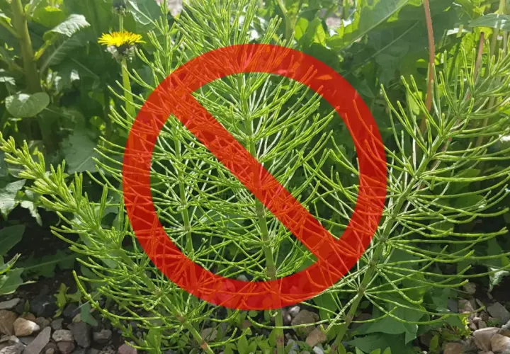 Czerwony znak zakazu na tle zielonych, rozgałęzionych pędów skrzypu polnego.