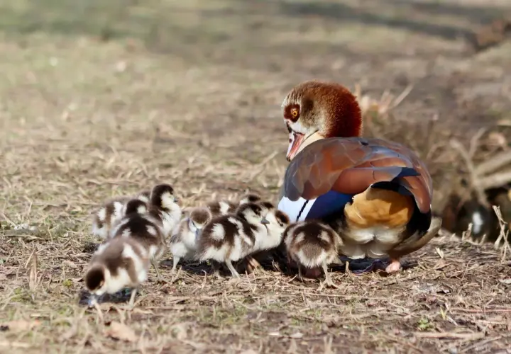 Ägyptische Gans mit Küken in Bayern. Die Nilgans-Jagdzeit ist vorbei, nun genießt die Familie die Frühlingssonne.