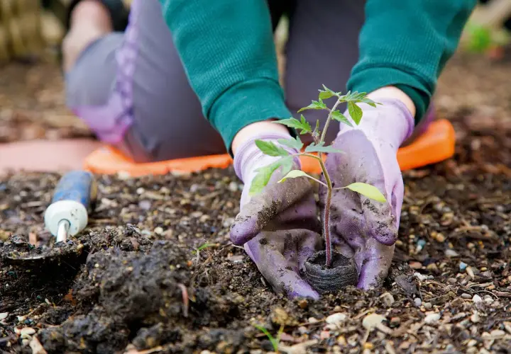 Mani guantate piantano una piantina di pomodoro nel terreno. Un piccolo attrezzo da giardinaggio è accanto. È il momento di capire cosa piantare a marzo.