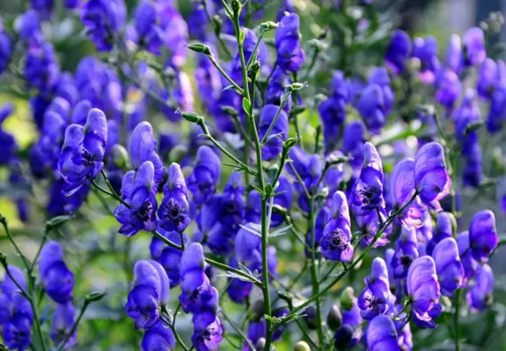 Ein **eisenhut standort** im Schatten, wo diese tiefblauen Blüten ihre volle Pracht entfalten.