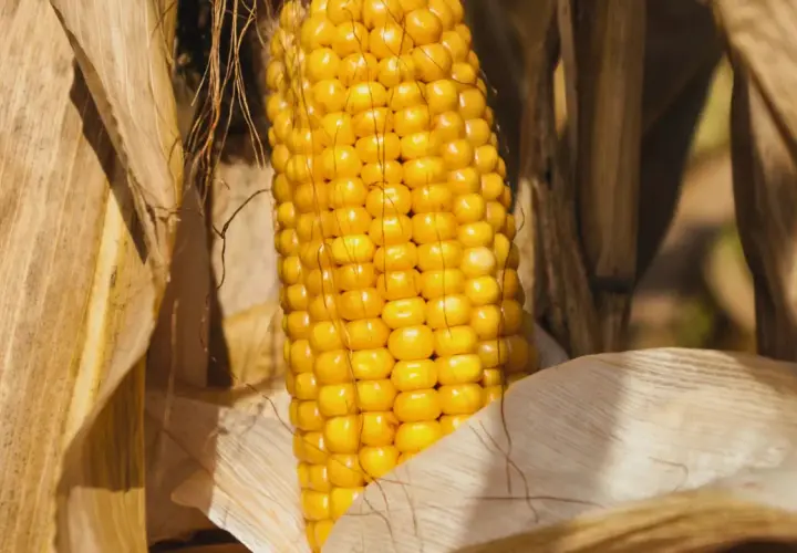 Złocista kolba kukurydzy, otoczona suchymi liśćmi, stanowi piękny przykład naturalnego, dry stopniowania.