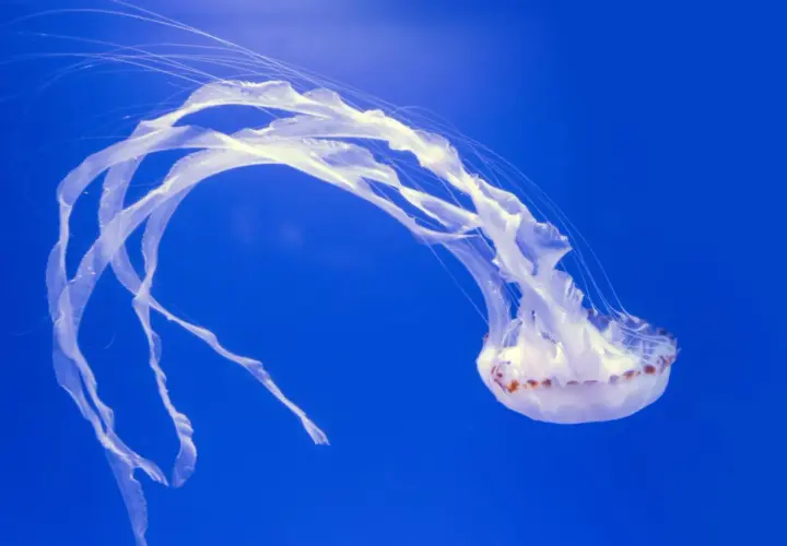 Białe, delikatne meduzy unoszą się w głębokim, niebieskim oceanie, ich długie macki tworzą taniec w wodzie.