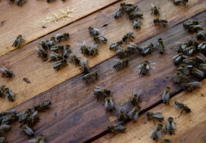 Un enjambre de abejas se mueve sobre madera. Parecen **soñar con avispas**, trabajando juntas en un mundo de panales.