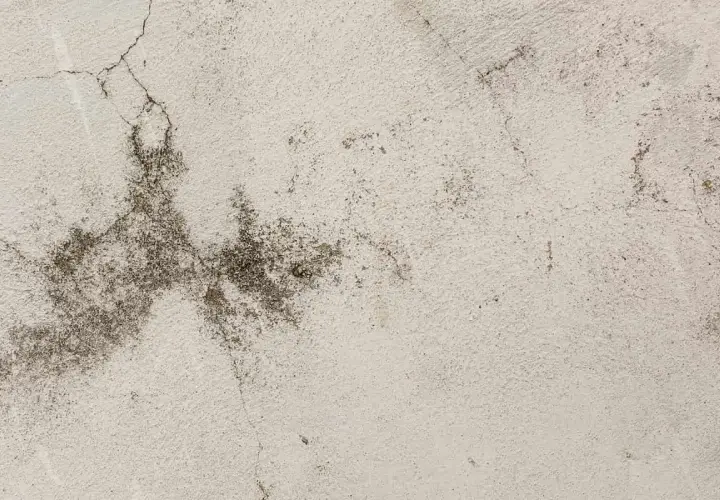 Textura de pared con manchas oscuras y grietas, sugiriendo la presencia de ácaros en la pared.
