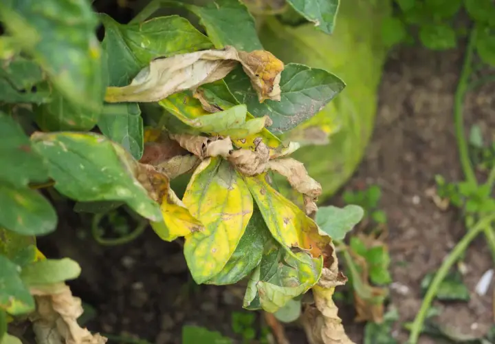 Foglie di melanzana ingiallite e secche, con macchie marroni, sintomo di peronospora melanzana.