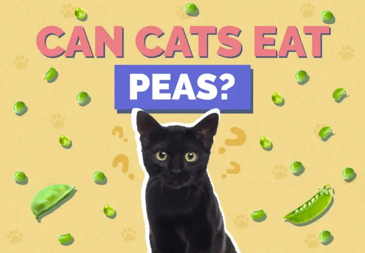 A black cat looks up curiously amidst scattered peas and question marks, with the text "CAN CATS EAT PEAS?" prominently displayed.