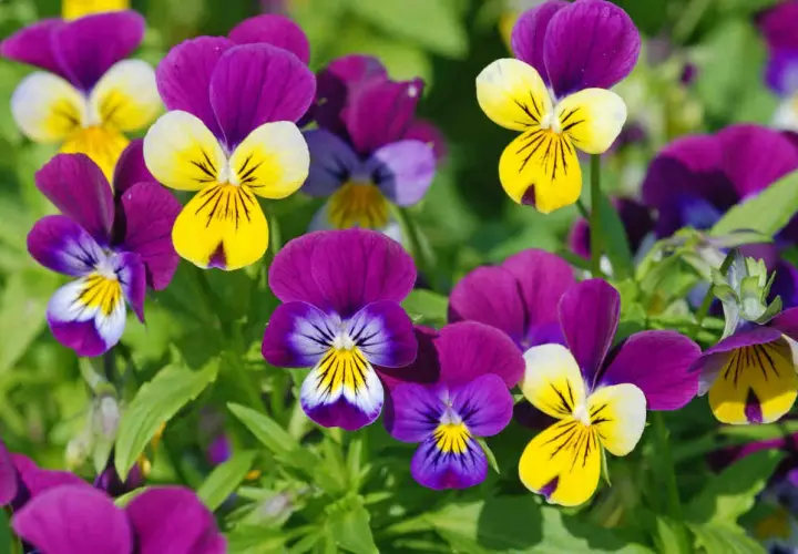 Un parterre de pensées aux couleurs vives, jaunes, violettes et blanches, évoquant la joie et la pensée positive.