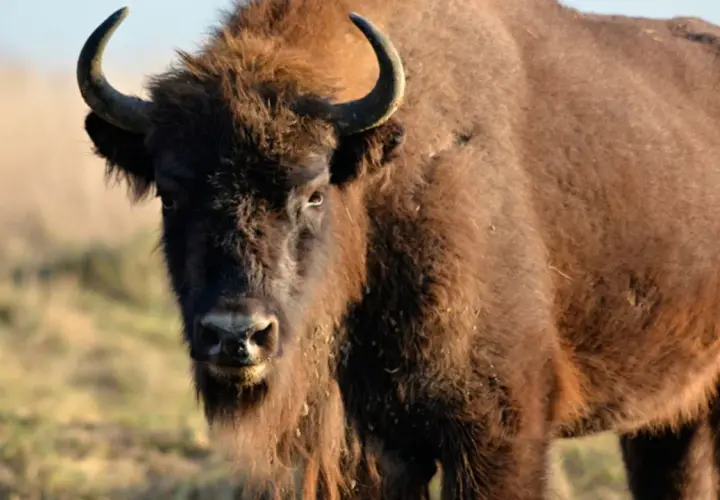 En ståtlig bisonoxe i Sverige, med sina imponerande horn och tjocka päls, betar i det soliga landskapet.