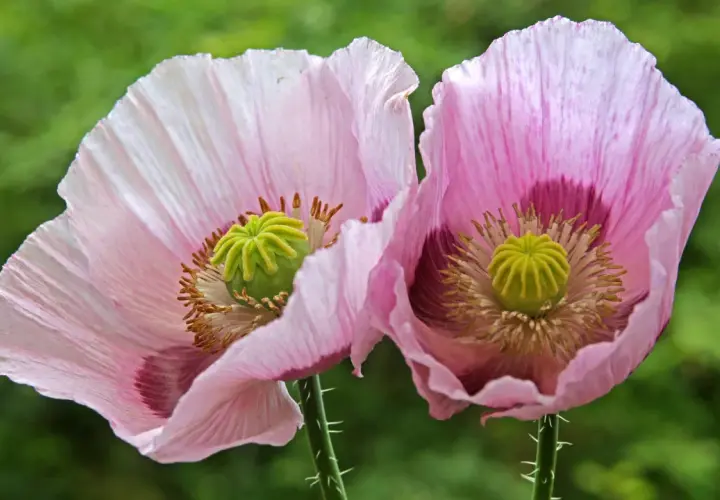 Zwei zarte, rosafarbene Schlafmohnblüten mit grünen Samenkapseln im Garten entdeckt.
