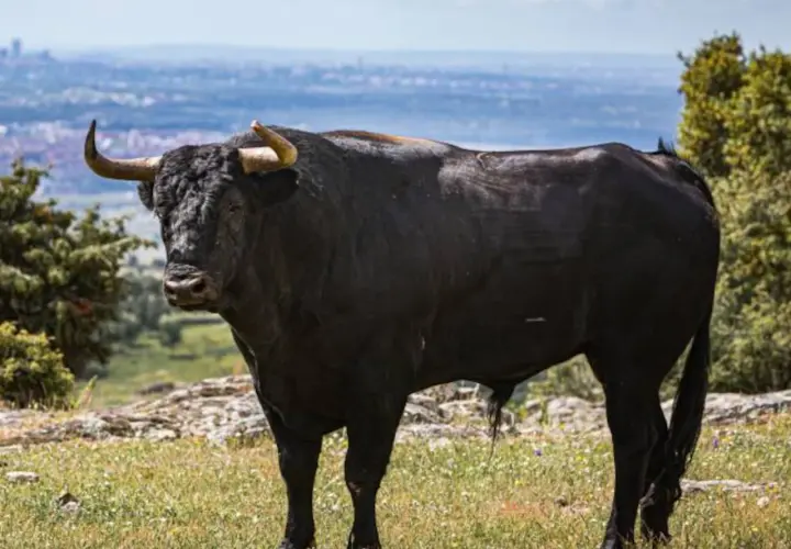 Toro negro imponente, símbolo de la ganadería Parladé, pastando en un prado con la ciudad al fondo.