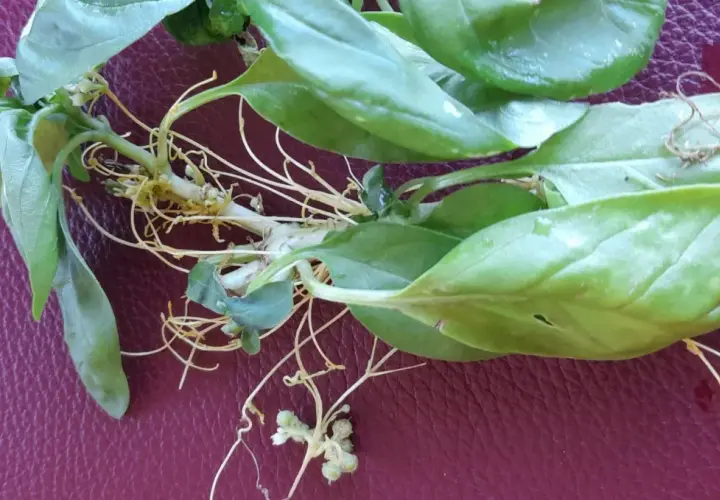 Pianta di basilico con radici aeree e filamenti di cuscuta che si intrecciano.