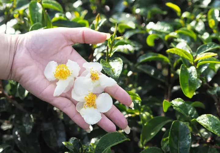 Jak rośnie herbata? Wyhoduj Camellia sinensis w doniczce!