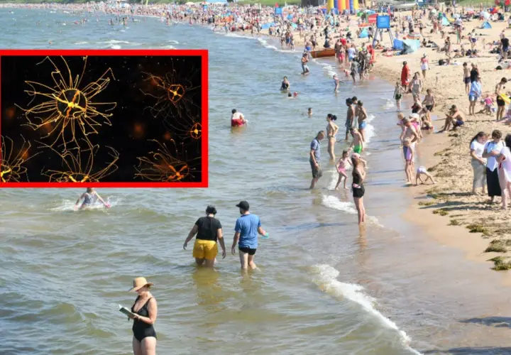 W Bałtyku, wśród tłumu plażowiczów, widać zbliżenie na świecącą meduzę.