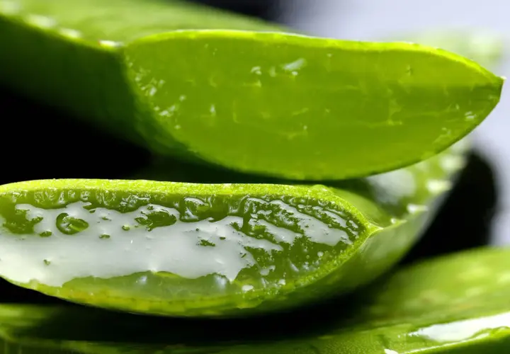 Fette di aloe vera succosa, con il gel trasparente visibile. Utile per la pelle, ma attenzione alle aloe vera controindicazioni.