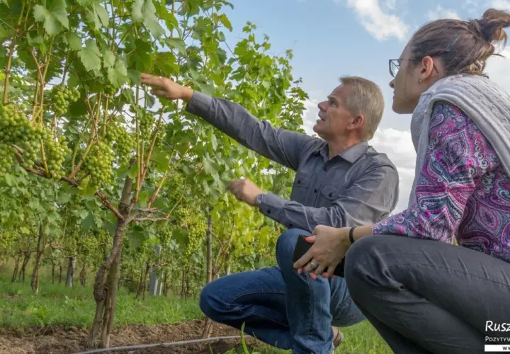 Mężczyzna i kobieta oglądają dojrzewające winogrona na tle zielonych krzewów. To piękne polskie winnice.