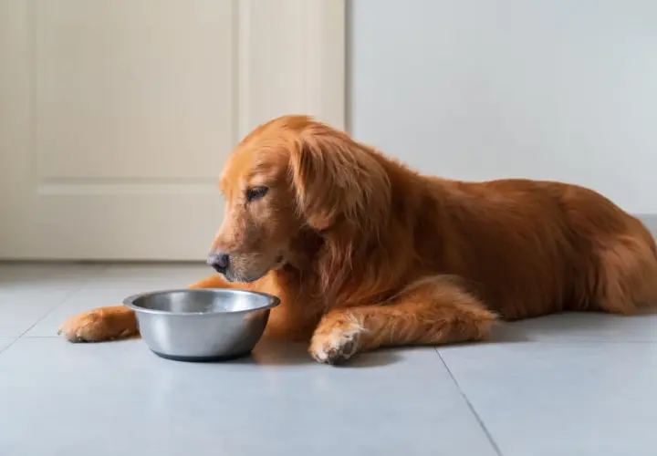 Ein Golden Retriever liegt neben einem leeren Napf. Vielleicht braucht er eine Darmsanierung für Hunde, um wieder Appetit zu bekommen.