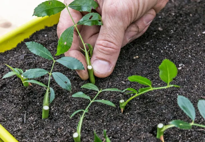 Hand setzt Rosen-Stecklinge in Erde. So kann man Rosen vermehren, fast wie Kartoffeln.