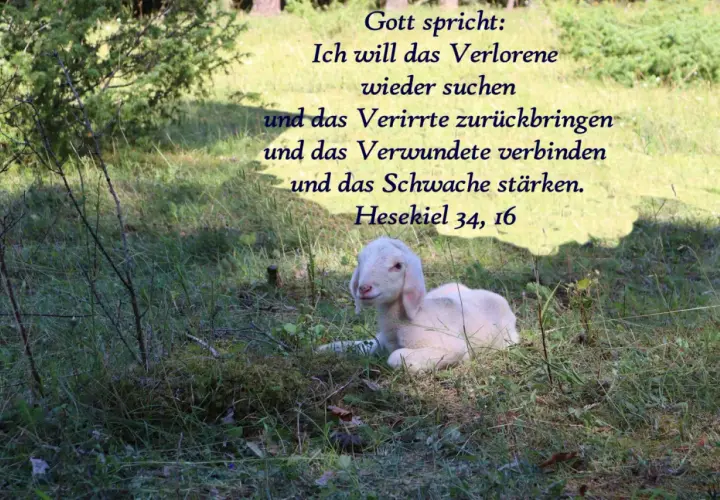 Ein Lamm liegt im Gras, während göttliche Worte aus Hesekiel 34, 16, wie in Johannes 14, Trost spenden.
