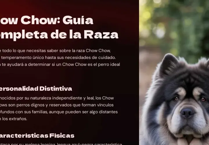 Un majestuoso perro Chow Chow, con su denso pelaje gris y expresión serena, aparece en primer plano.