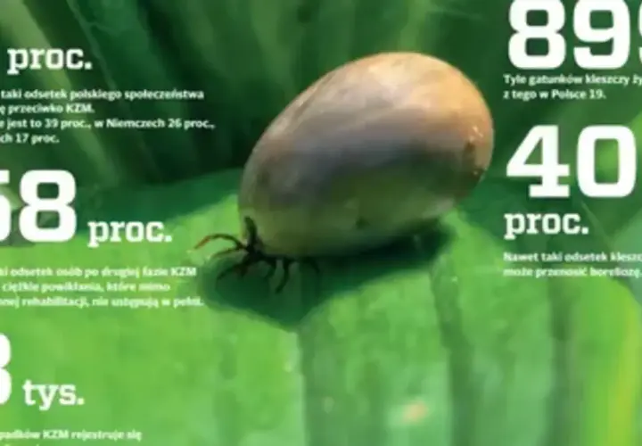 Kleszcz na liściu. Informacje o KZM (odkleszczowe zapalenie opon mózgowych) i boreliozie. 40% kleszczy może przenosić choroby.