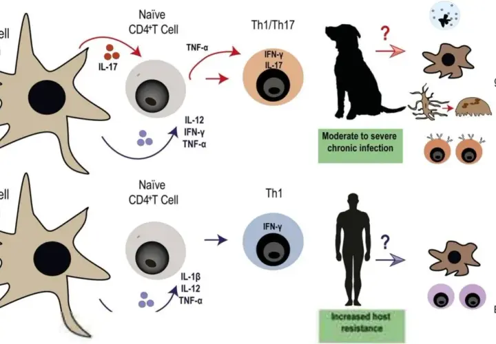 Diagram shows immune response to B. canis in dogs, leading to moderate to severe chronic infection, and in humans, leading to increased host resistance. Brucellosis in dogs involves Th1/Th17 cells.