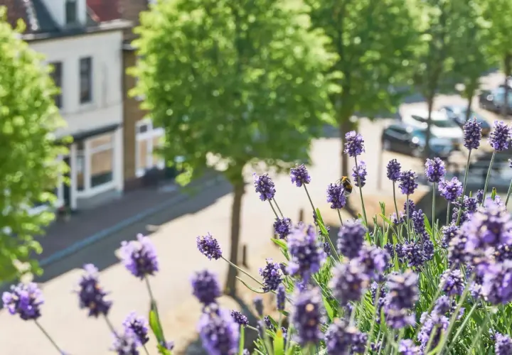 Ein **Lavendel Balkonkasten** blüht üppig, eine Biene sammelt Nektar. Im Hintergrund ein Haus und Bäume.
