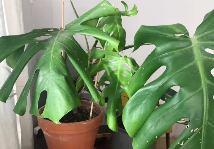 Duża, zielona monstera opada, jej liście z charakterystycznymi dziurami są lekko przywiędłe. Roślina w brązowej doniczce.