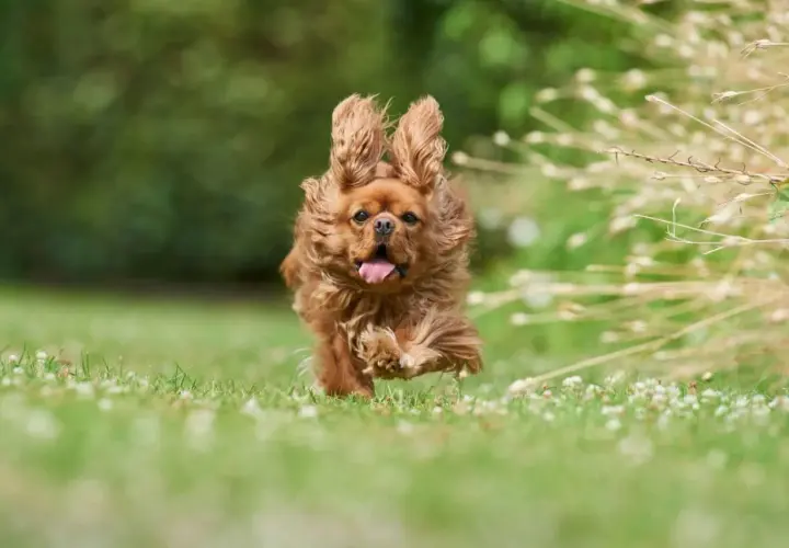 Un perro marrón corre feliz por el césped. ¿Te preguntas cuanto cuesta adoptar un perro? ¡Vale la pena!