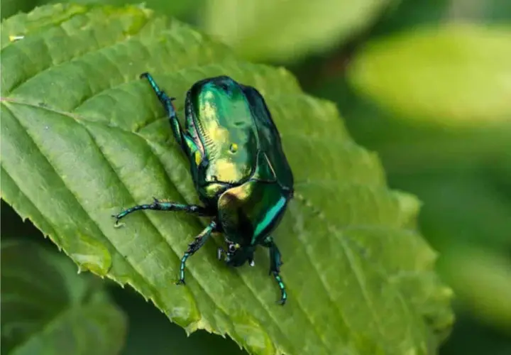 Un magnifico scarabeo verde smeraldo riposa su una foglia verde brillante, con gocce d'acqua che scintillano.