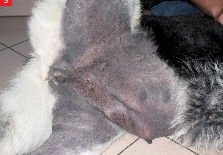 Ciemne plamy na skórze psa: przyczyny, diagnoza i leczenie
