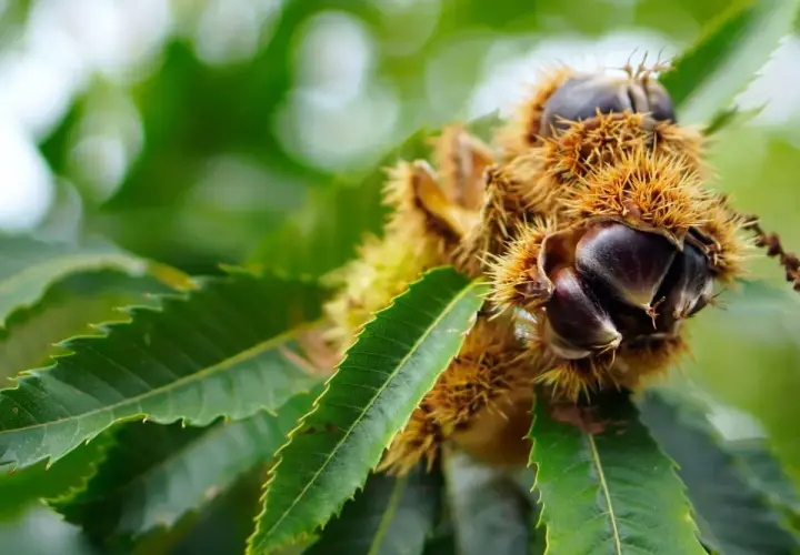 Ricci spinosi di castagno albero, con castagne lucide che spuntano. Caratteristiche naturali del frutto.