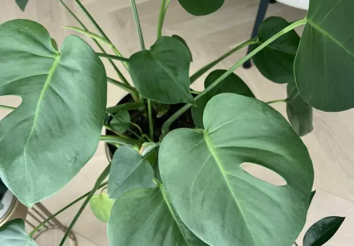 Monstera bez dziur odmiana, z dużymi, zielonymi liśćmi, które dopiero zaczynają się przebijać.