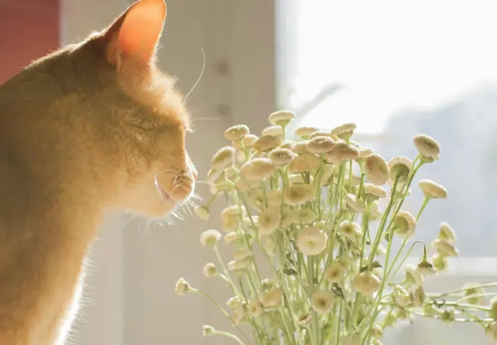 Gato naranja olfateando flores. Quizás buscando feromonas para gatos casera en la naturaleza.