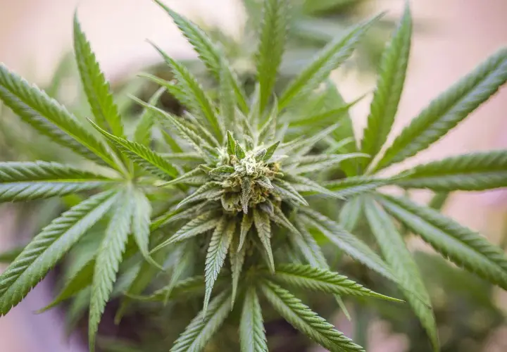 Nahaufnahme einer Cannabis-Pflanze, die zeigt, wie CBD hergestellt wird.